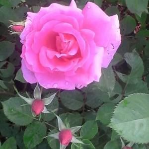 Meet your Posher, Donna